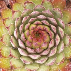 Sempervivum - Dachwurz - Hauswurz